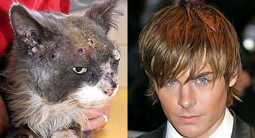 Zac Efron shot an Australian cat named Smokey 13 times in the head with an air rifle, but the cat still found his way home after this vicious act of animal cruelty. 